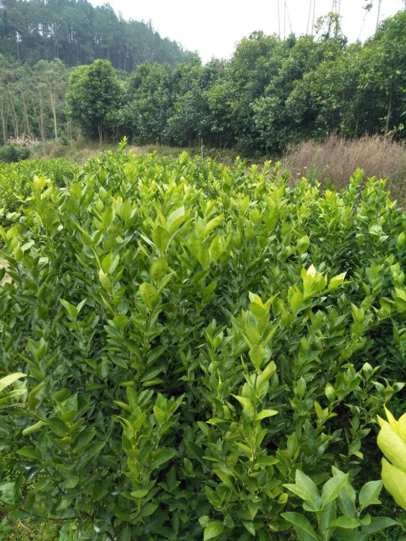 皇帝柑苗30~50cm