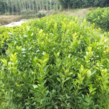 皇帝柑苗30~50cm