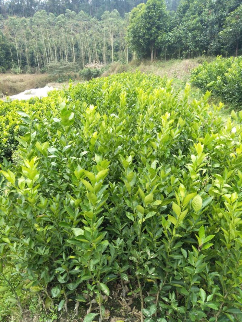 皇帝柑苗30~50cm