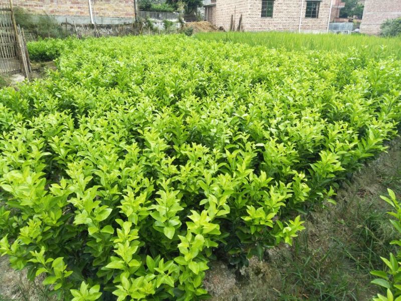 沙糖桔苗30~50cm