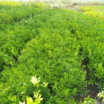 沙糖桔苗30~50cm