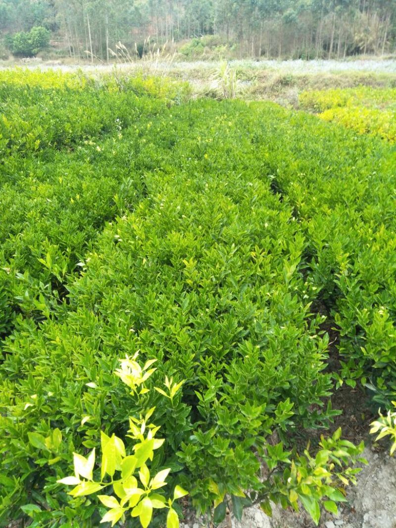 沙糖桔苗30~50cm