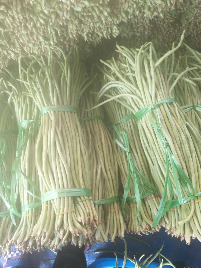 长豆角30厘米以上