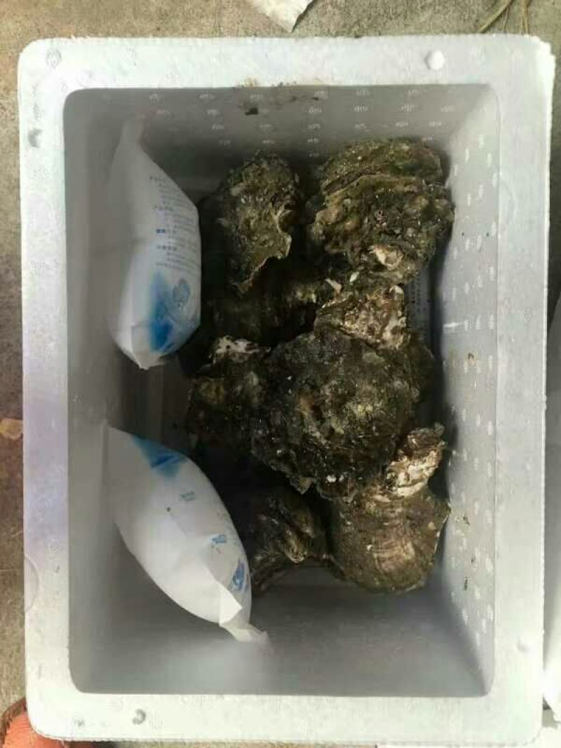 生蚝纯净生蚝营养佳品