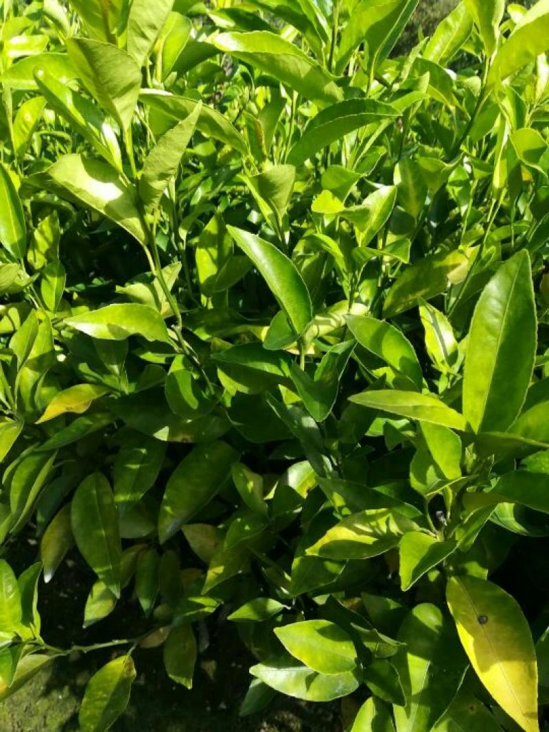 沃柑苗，嫁接苗，无菌无虫害50~80cm