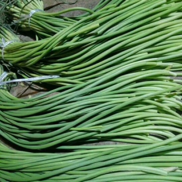 金乡红帽手拔蒜薹通货60~70cm