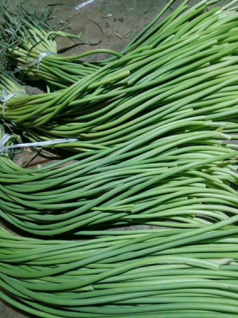 金乡红帽手拔蒜薹通货60~70cm