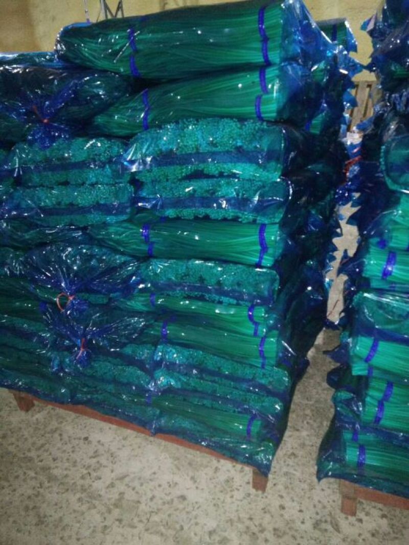 金乡红帽手拔蒜薹通货60~70cm