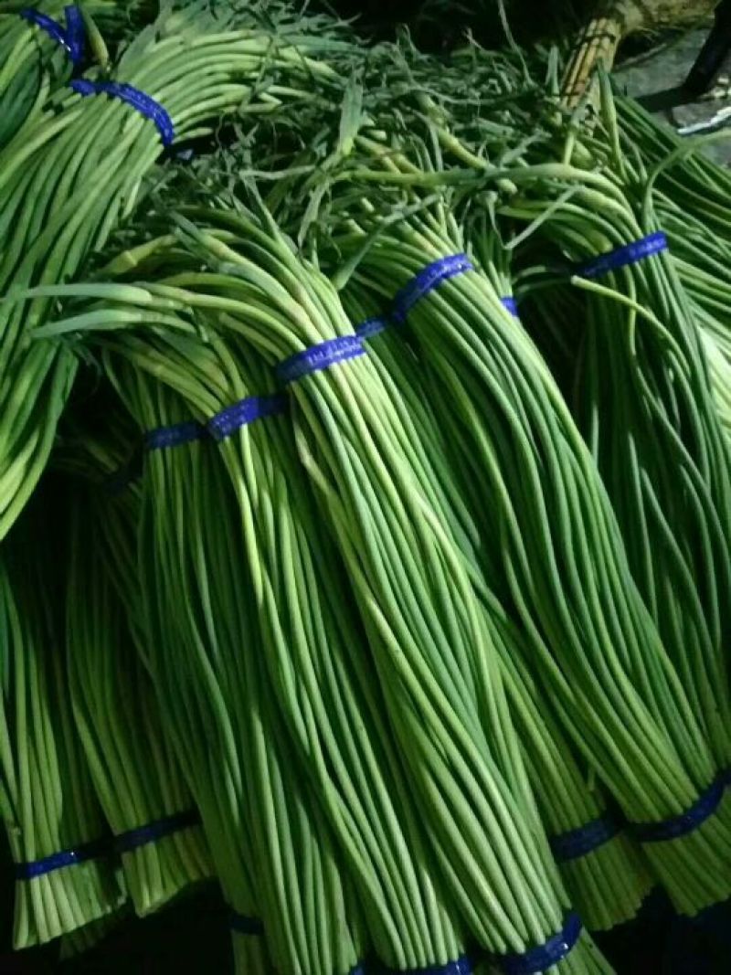 金乡红帽手拔蒜薹通货60~70cm