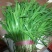 四季苔韭头茬