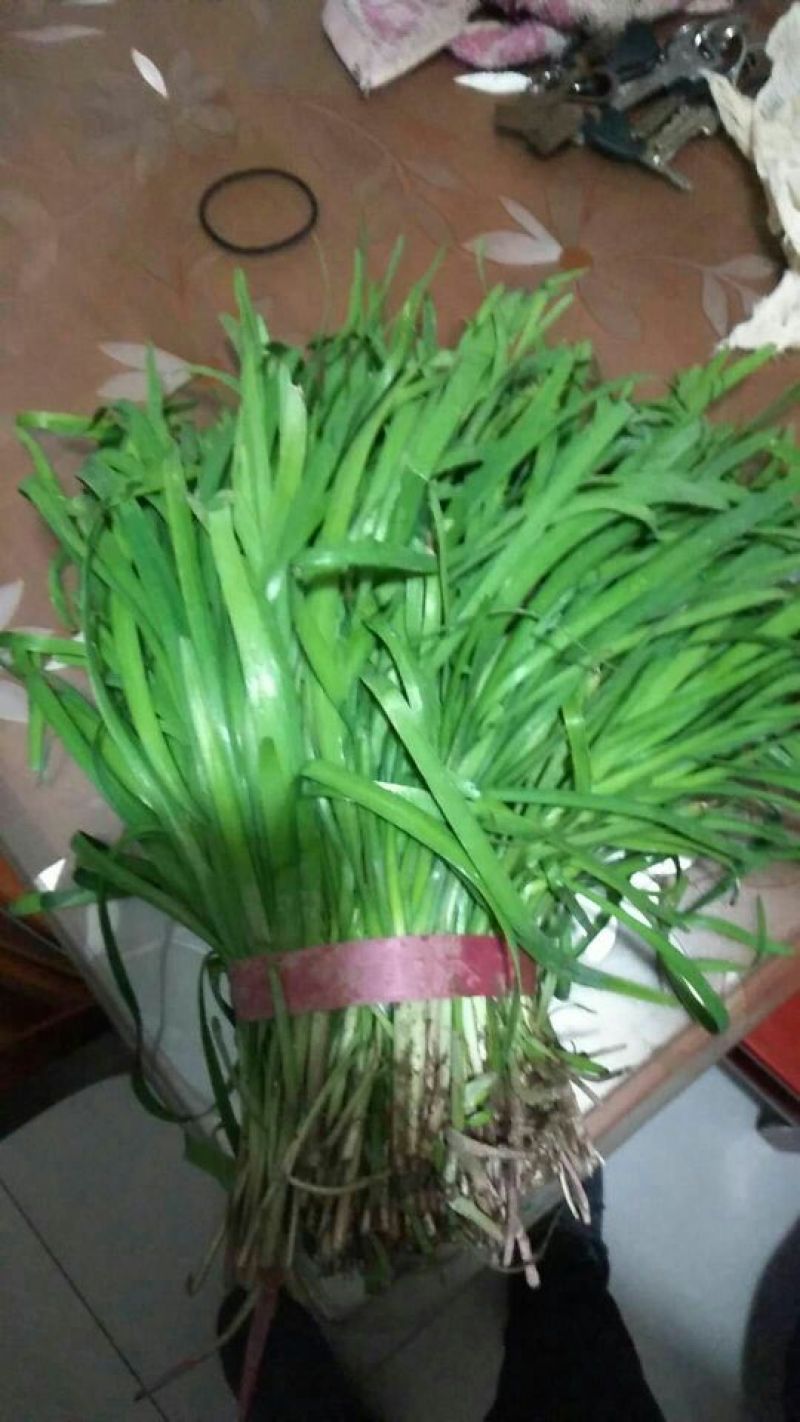 四季苔韭头茬