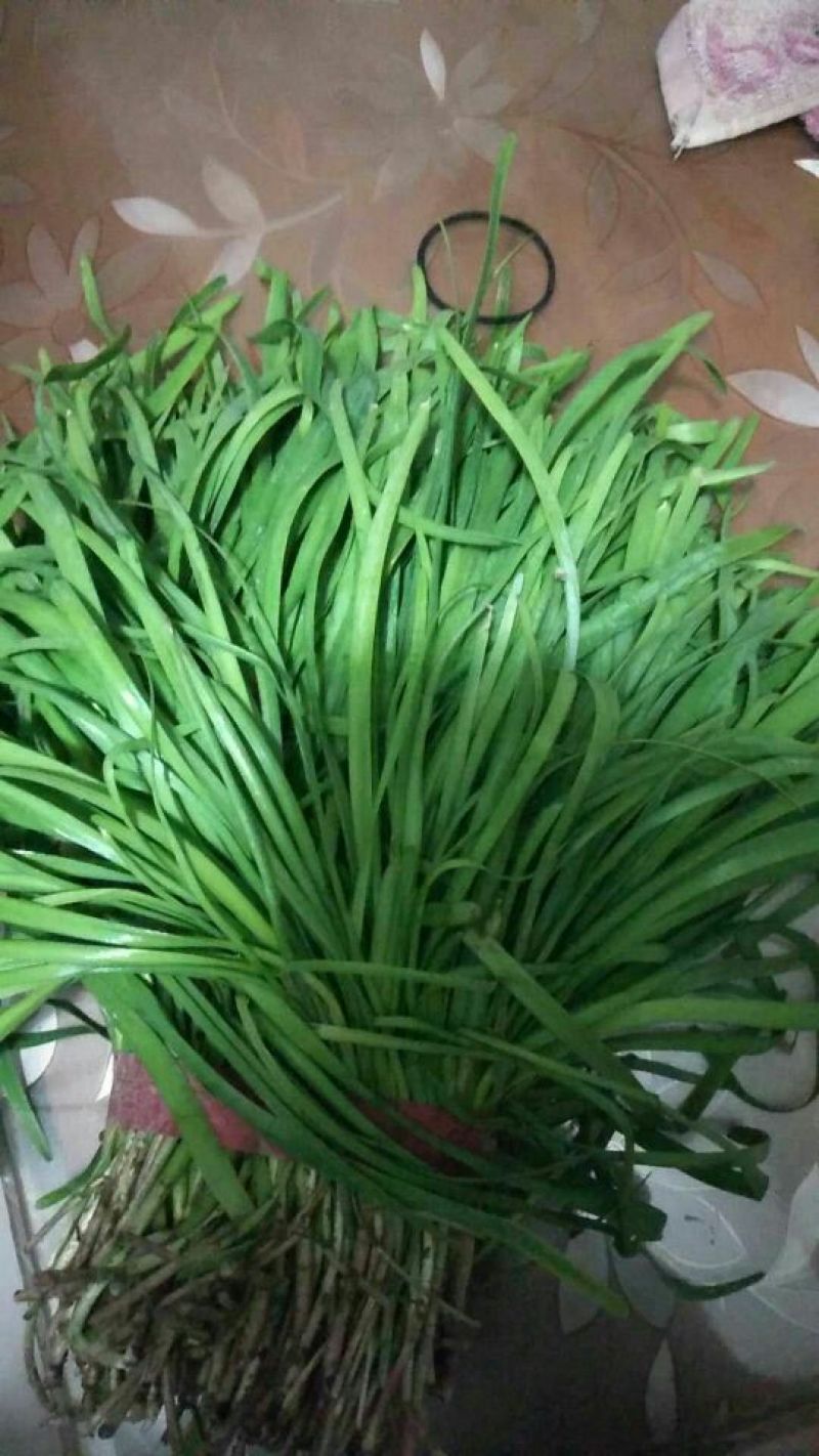 四季苔韭头茬