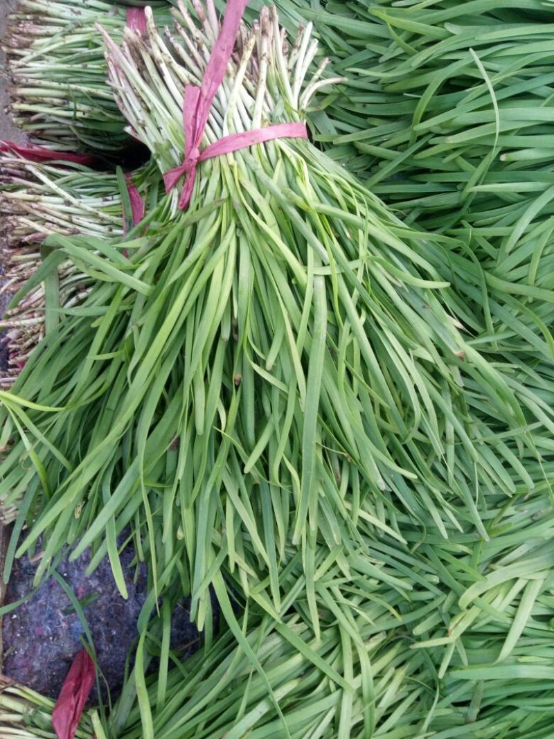 四季苔韭头茬