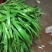 四季苔韭头茬