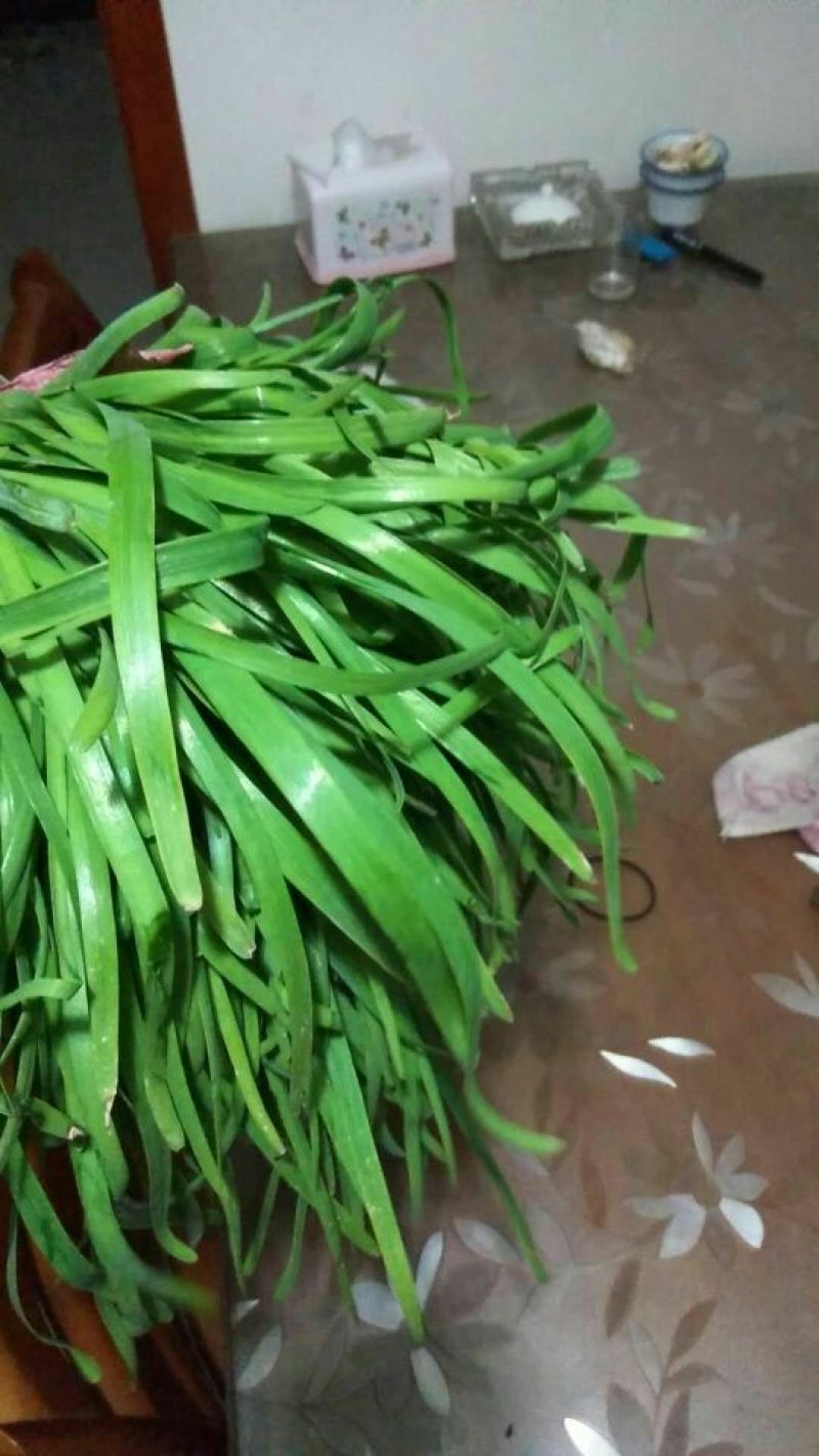 四季苔韭头茬