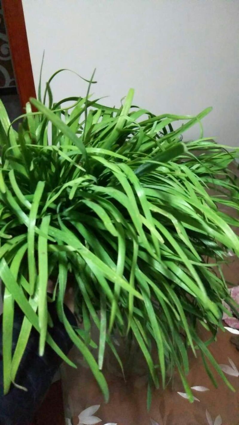 四季苔韭头茬