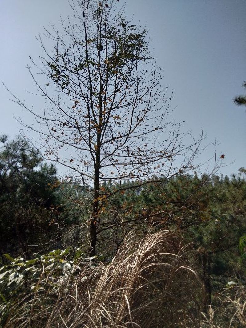 山枫香树风景树10~30cm