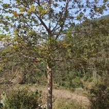 山枫香树风景树10~30cm
