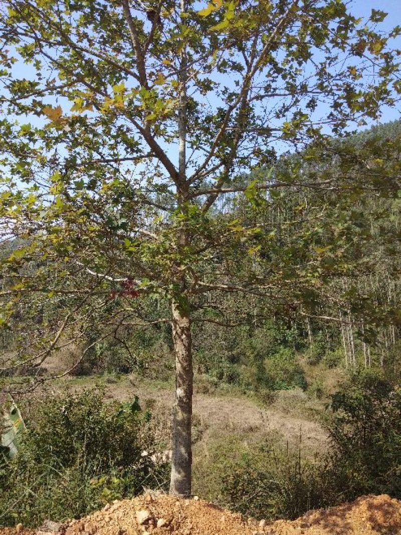 山枫香树风景树10~30cm