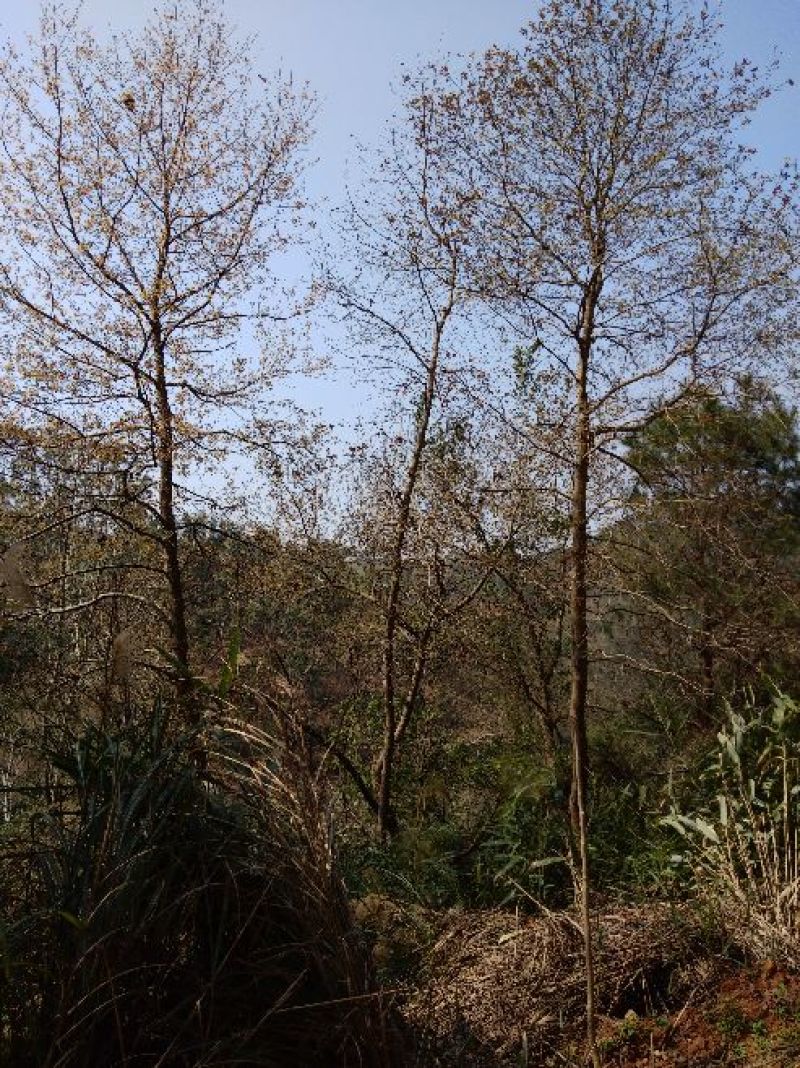山枫香树风景树10~30cm