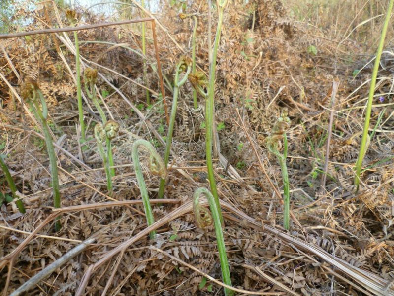 蕨菜干-高山有机菜、健康菜