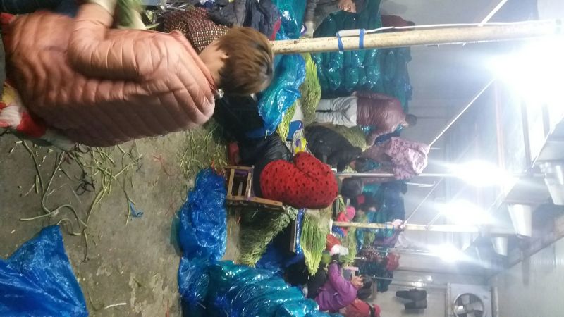 商河蒜薹通货60~70cm