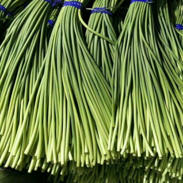 金乡红帽蒜薹通货60~70cm