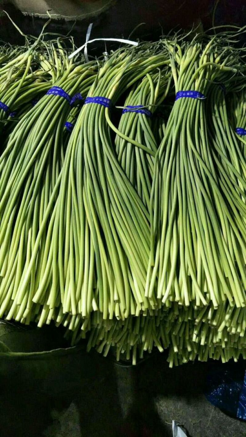 金乡红帽蒜薹通货60~70cm