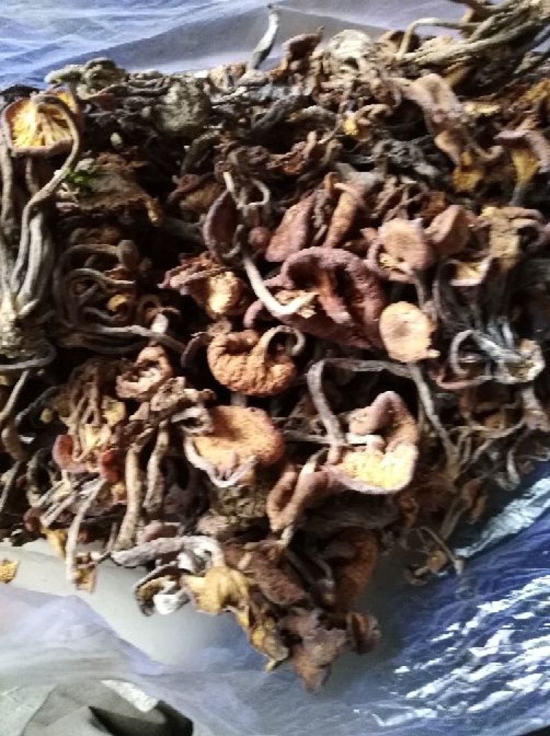襄阳山上拣的茶树菇10cm野生的一包70斤包邮