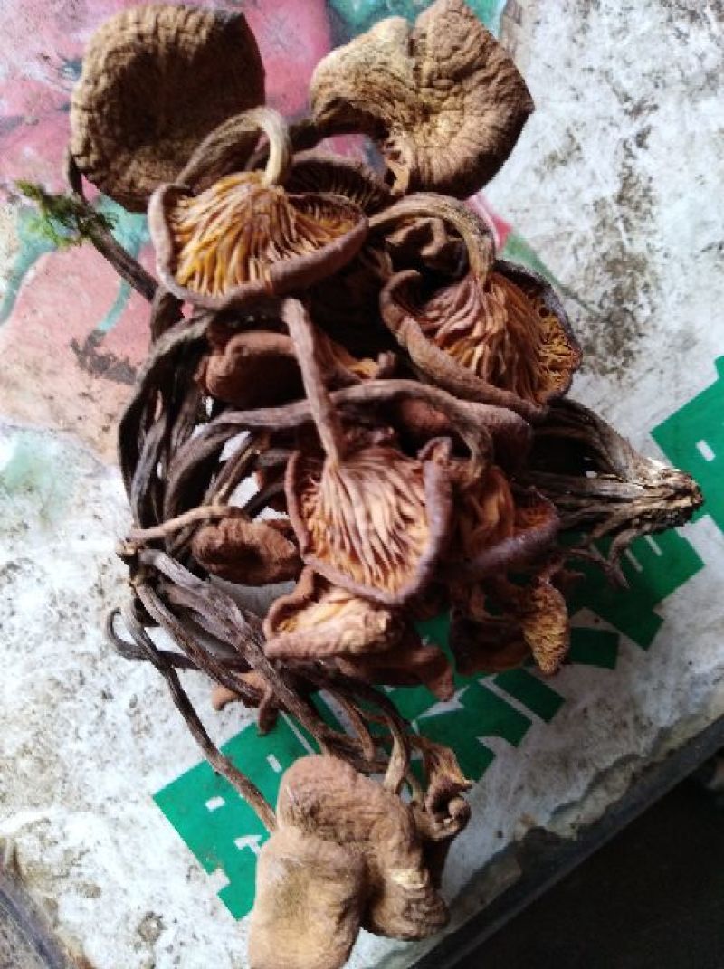 襄阳山上拣的茶树菇10cm野生的一包70斤包邮