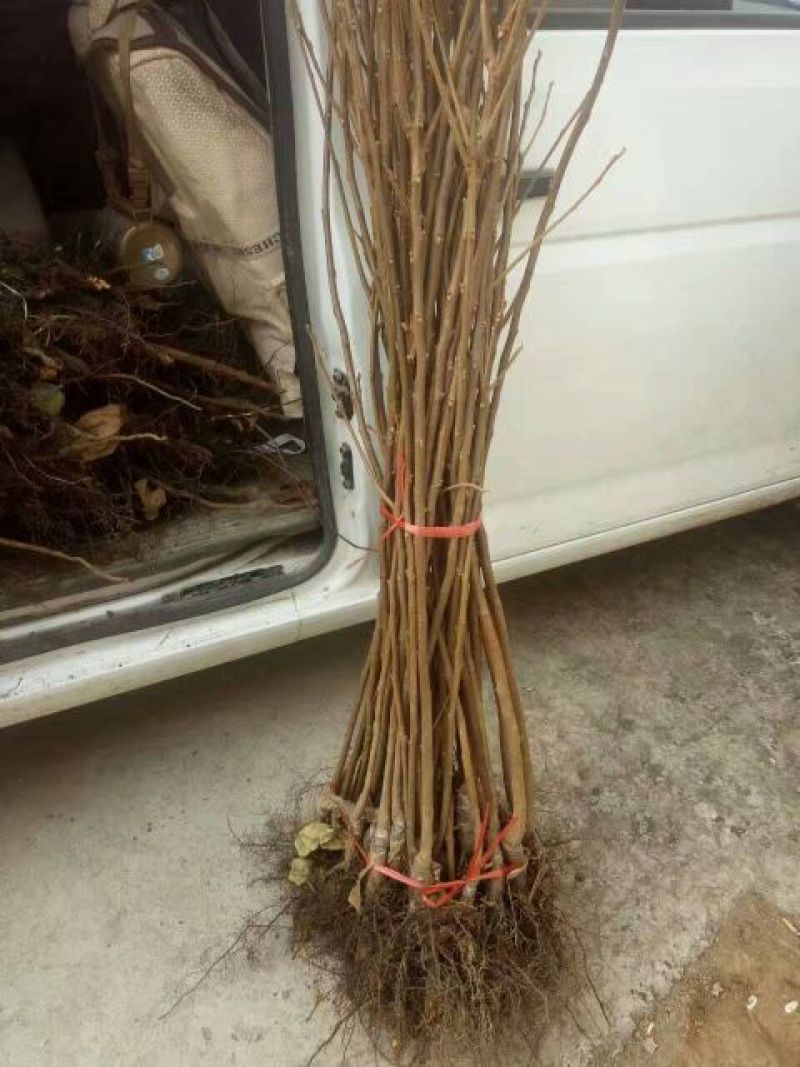 聚优惠*阳丰甜柿子苗吊红柿子苗包活量小包邮