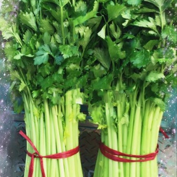 法国皇后芹菜诚信_代办芹菜捆菜装车专业团队