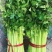 法国皇后芹菜诚信_代办芹菜捆菜装车专业团队
