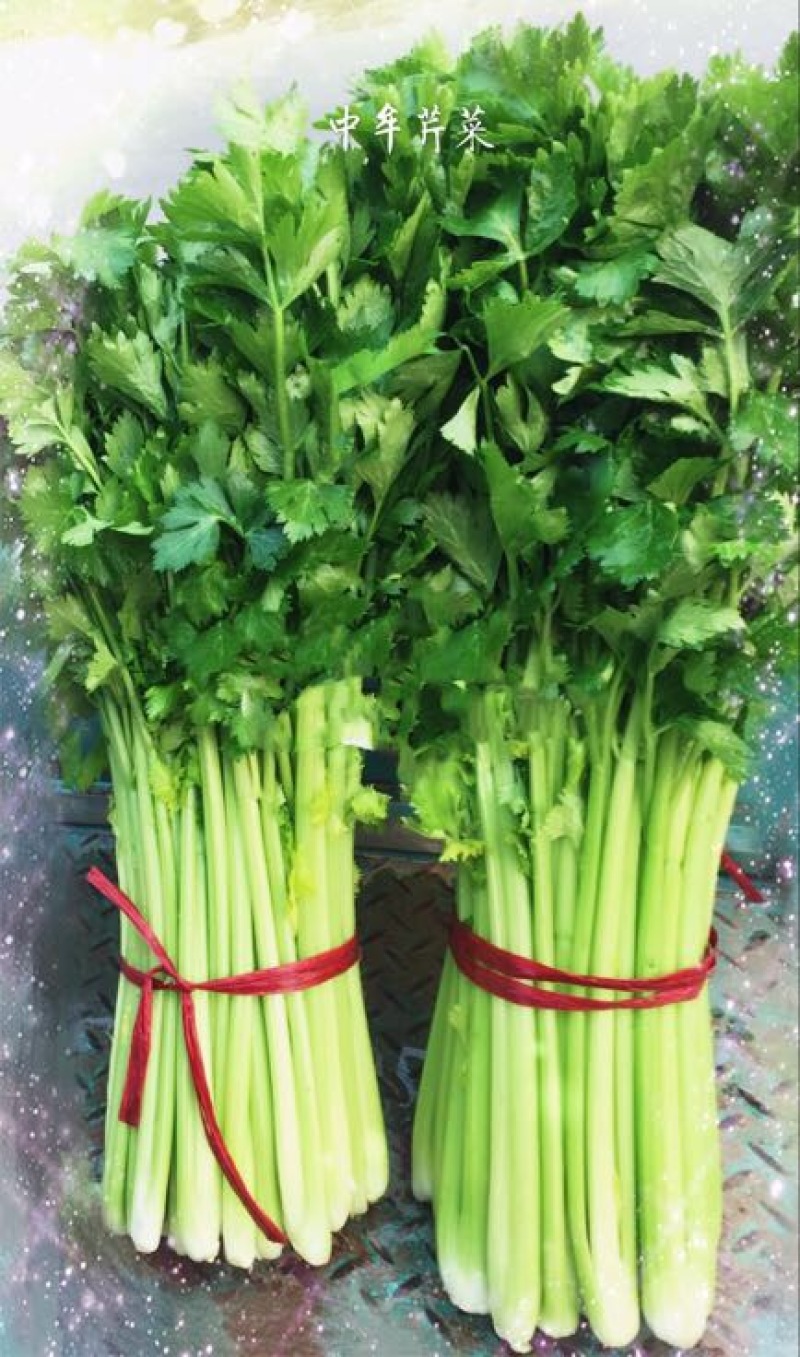 法国皇后芹菜诚信_代办芹菜捆菜装车专业团队