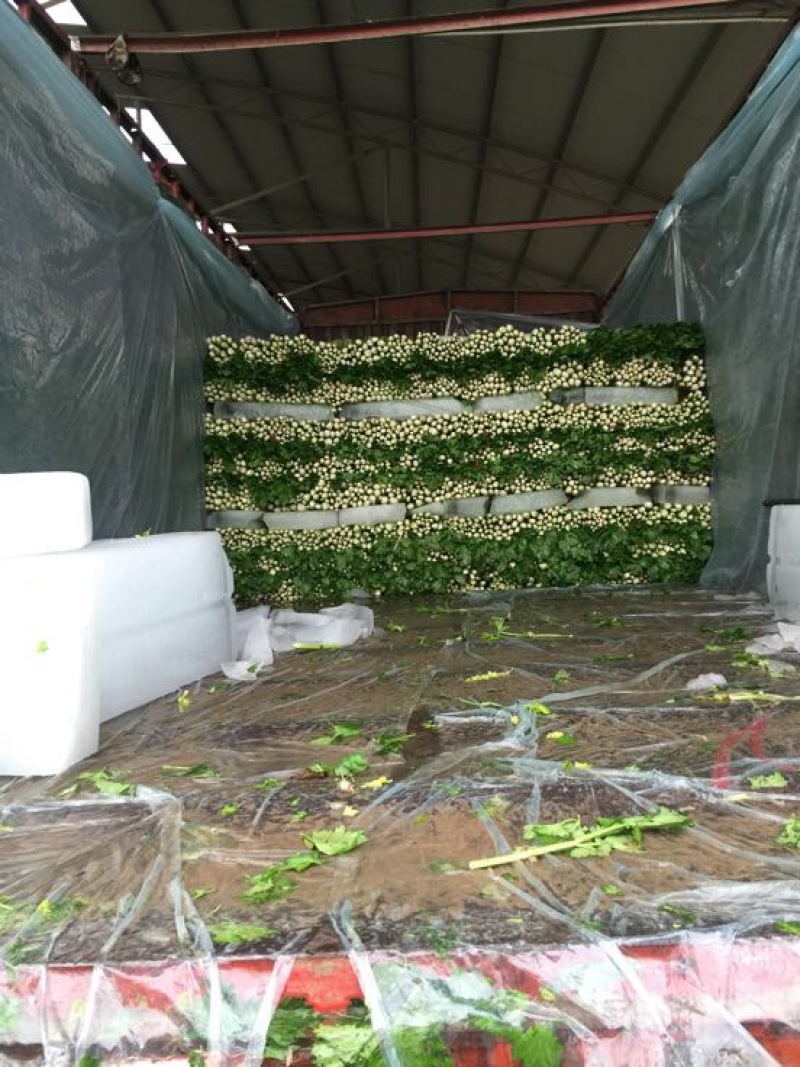 法国皇后芹菜诚信_代办芹菜捆菜装车专业团队