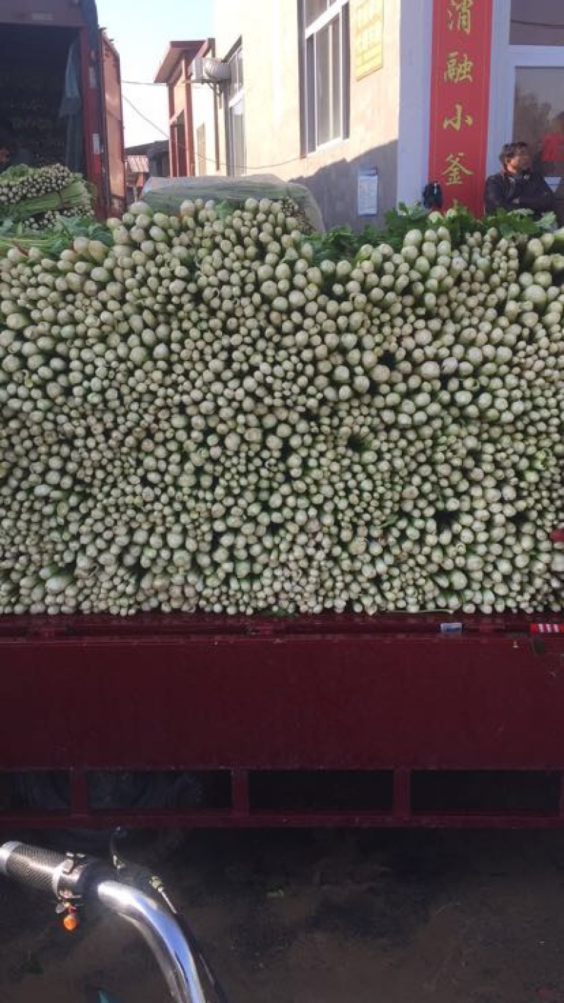 法国皇后芹菜诚信_代办芹菜捆菜装车专业团队