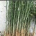 枸橘苗20~30cm大量有货，保湿发货