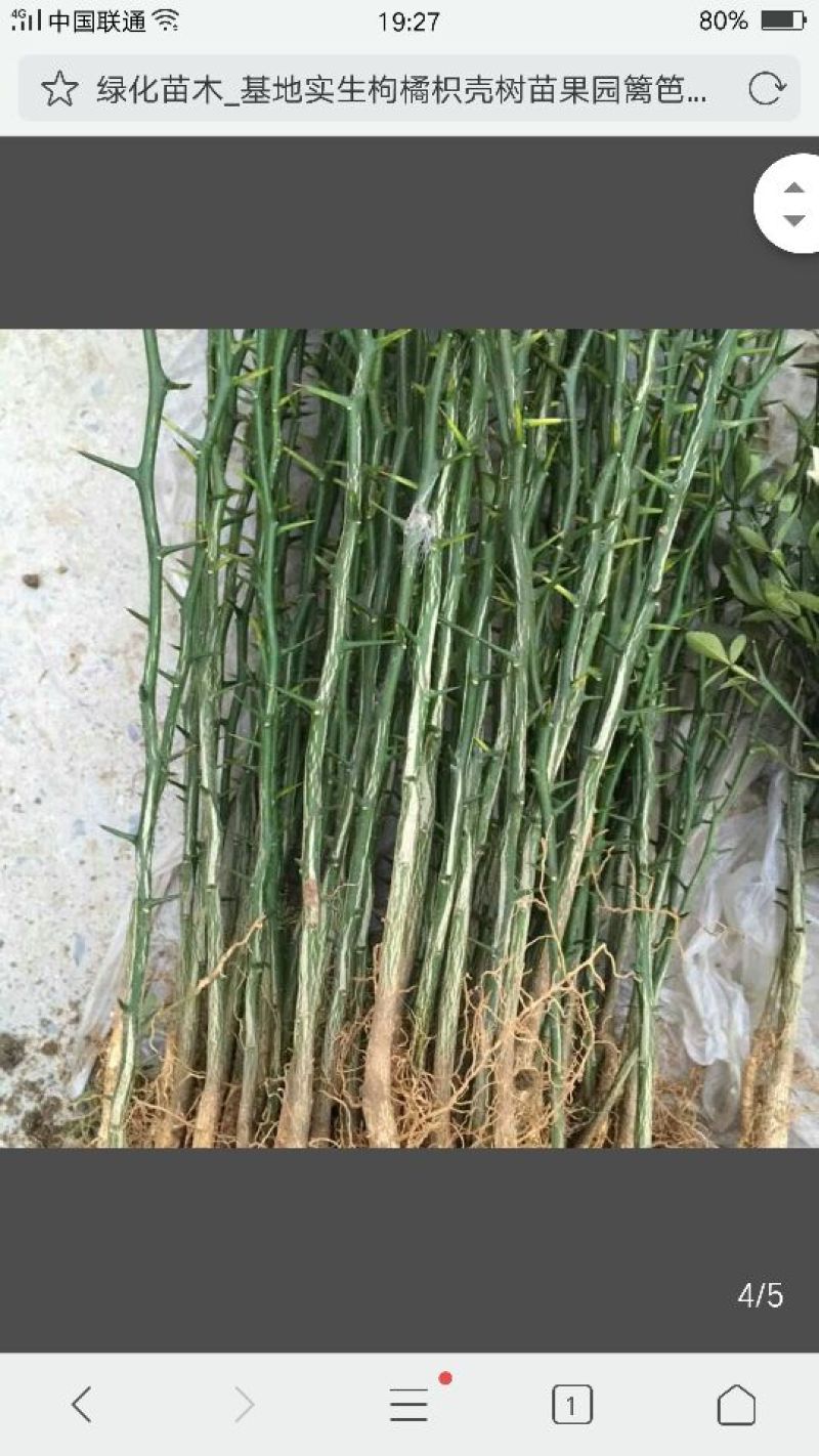 枸橘苗20~30cm大量有货，保湿发货