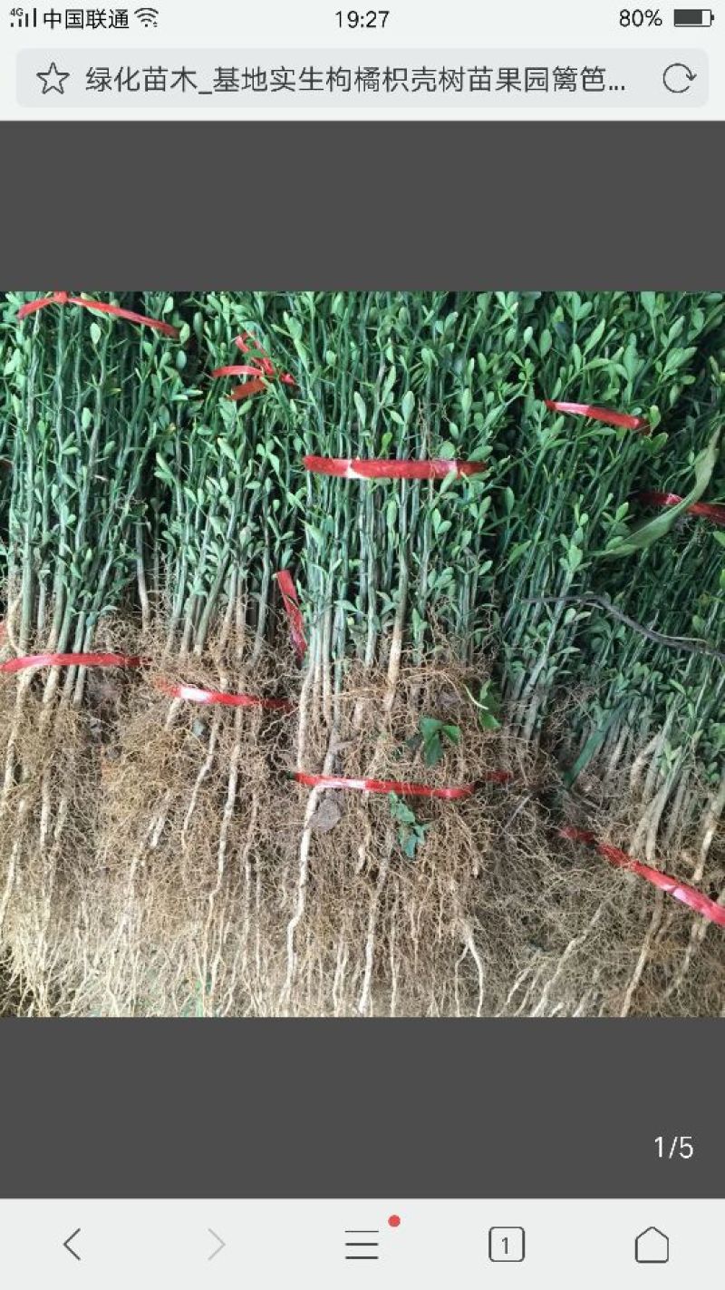 枸橘苗20~30cm大量有货，保湿发货