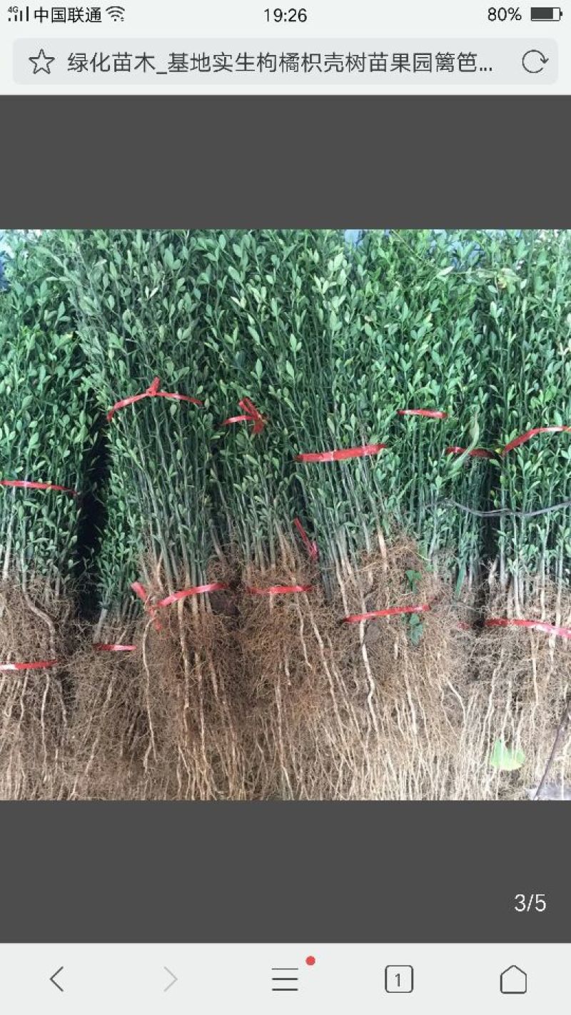 枸橘苗20~30cm大量有货，保湿发货