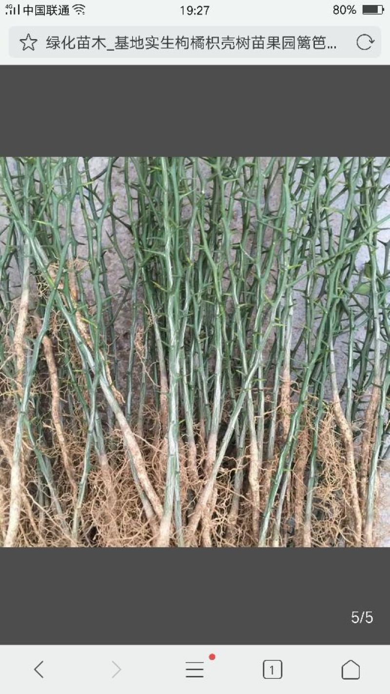 枸橘苗20~30cm大量有货，保湿发货