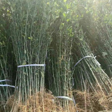 枸橘苗20~30cm大量有货，保湿发货