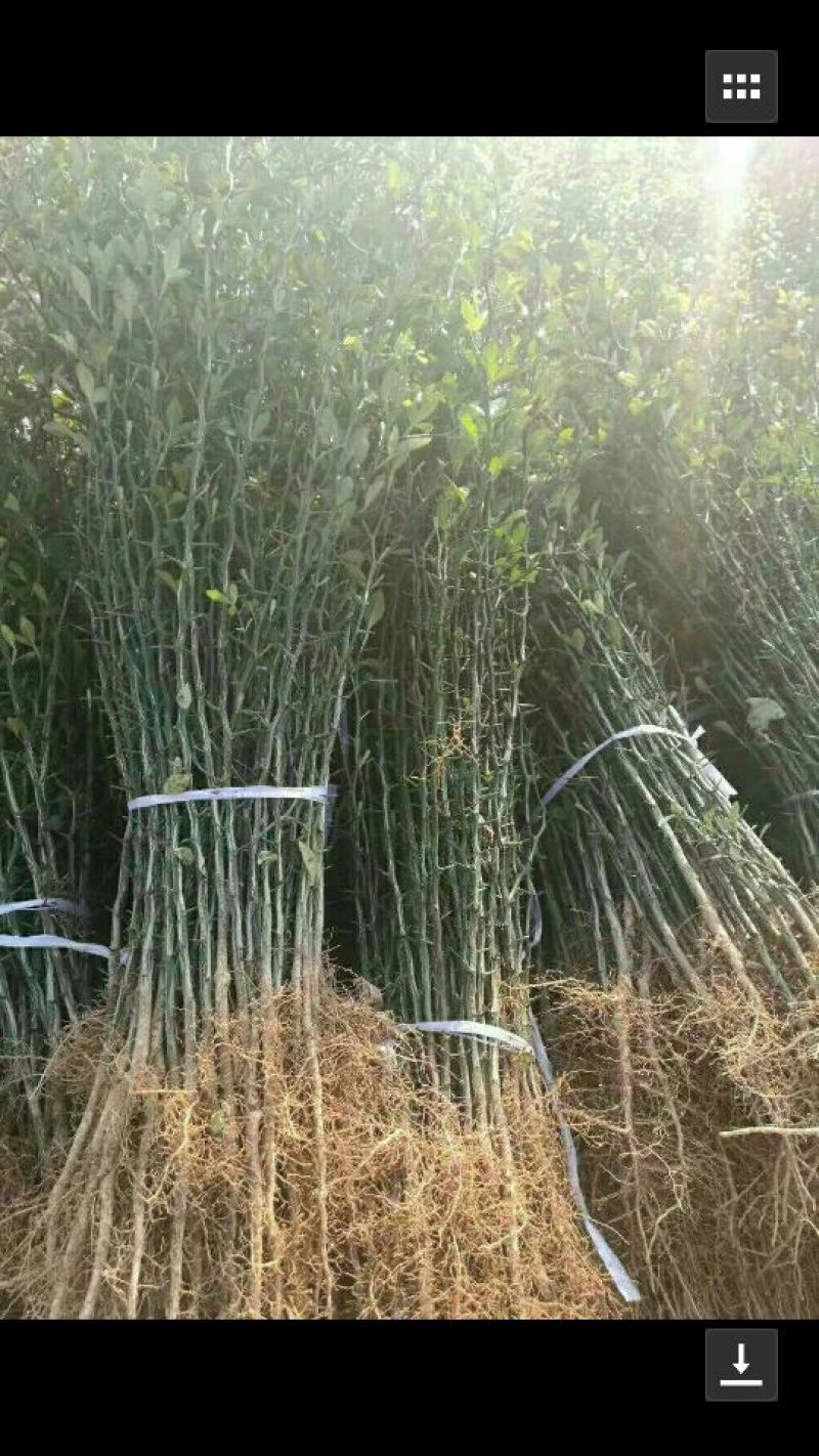 枸橘苗20~30cm大量有货，保湿发货