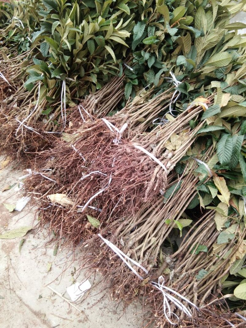 大五星枇杷苗嫁接苗，基地直发30~50cm，