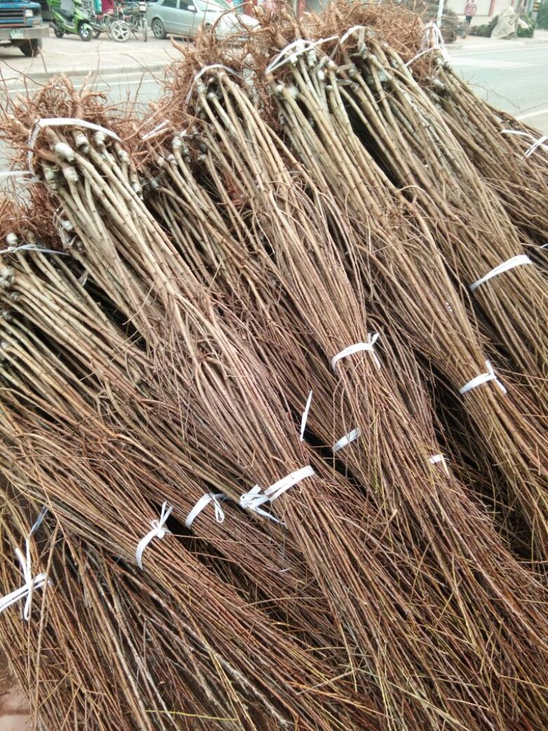 脆红李子树苗50~100cm