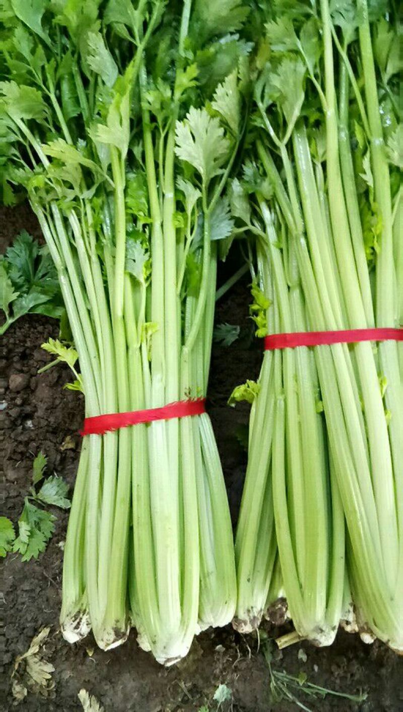 芹菜55cm以上欢迎光大客商前来订购