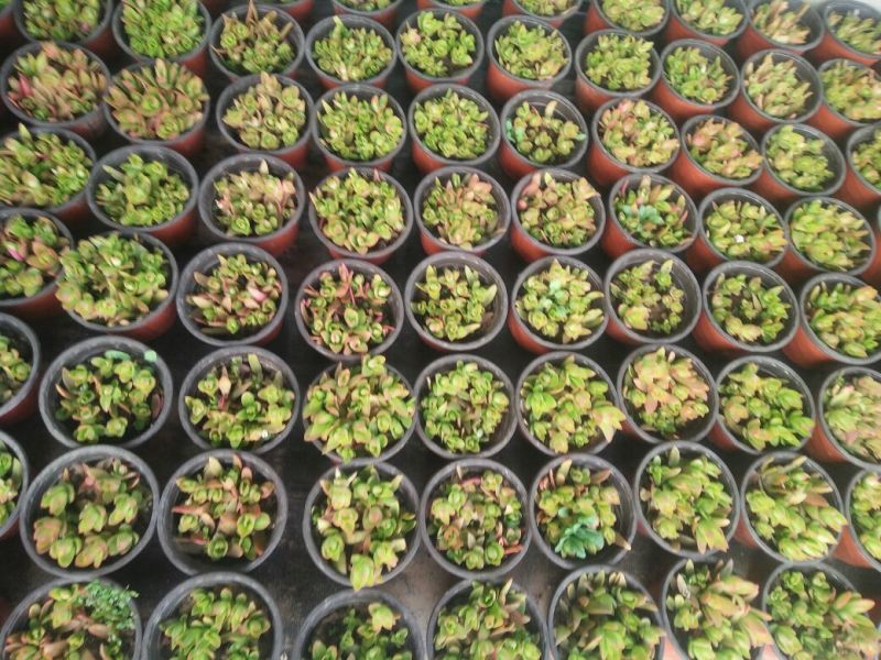 多肉植物不含盆