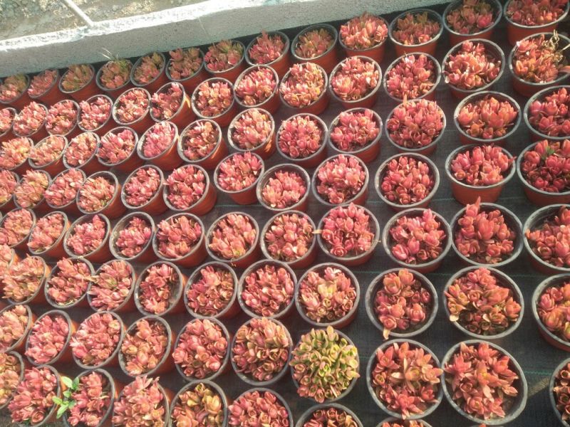 多肉植物不含盆