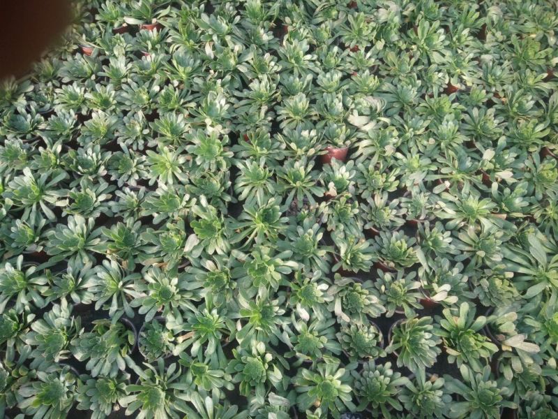 多肉植物不含盆