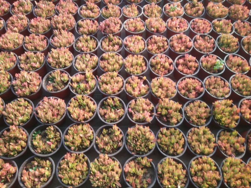 多肉植物不含盆